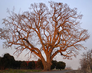 The Wood Colony Tree