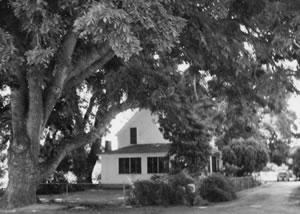 The Wood Colony Tree at the Vlach Home